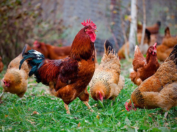 Породы куриц | ЗооТом - продажа, вязка и услуги для животных в Луге