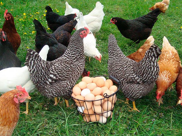 Содержание кур и уход за ними | ЗооТом - продажа, вязка и услуги для животных в Луге