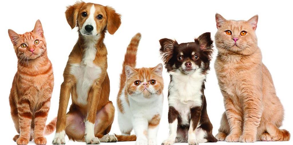 Доска объявлений о животных | ЗооТом - продажа, вязка и услуги для животных в Луге