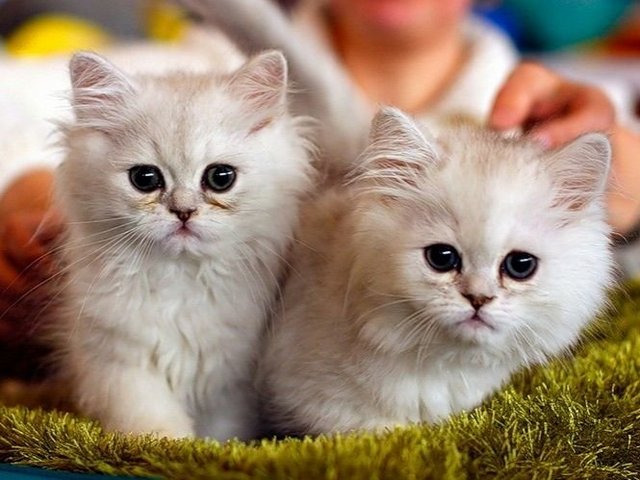 Породы кошек в Луге | ЗооТом портал о животных