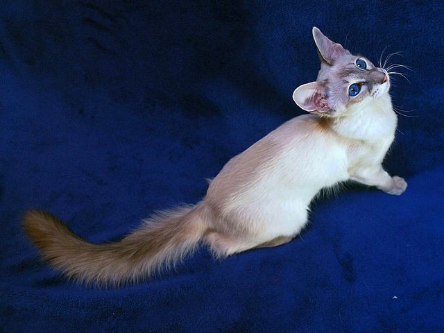 Выведенные породы кошек в Луге | ЗооТом портал о животных