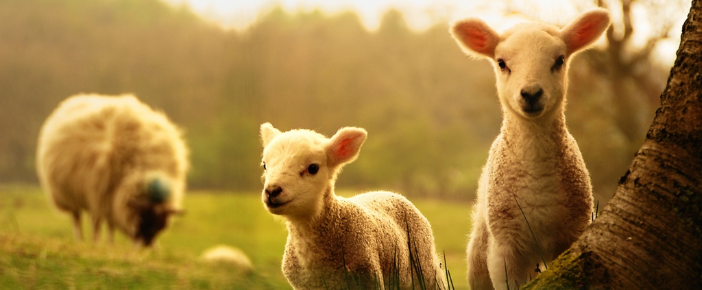 Объявления о сельскохозяйственных животных | ЗооТом - продажа, вязка и услуги для животных в Луге