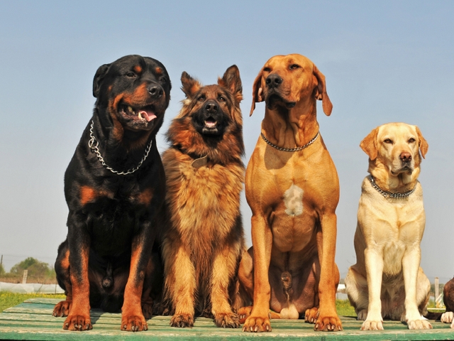 Крупные породы собак в Луге | ЗооТом портал о животных